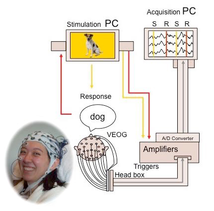 脳波測定実験の模式図