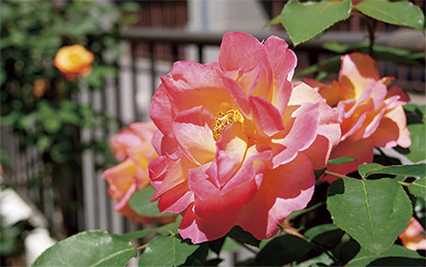 アンネのバラ（写真提供：東京女学館）